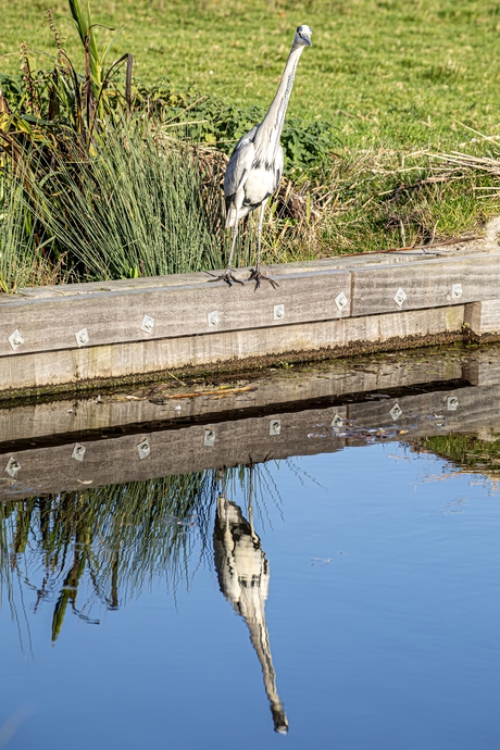 Gespiegelde reiger