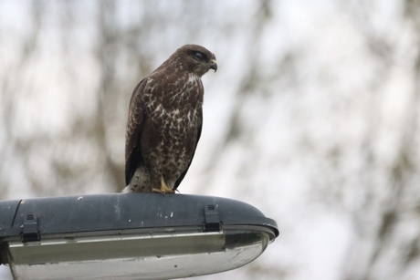 Buizerd