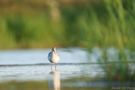 Zwarte ruiter