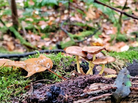 paddenstoelen in een groep