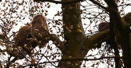 Drie jonge Bosuiltjes.