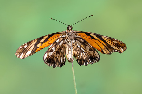 Dryas Iulia