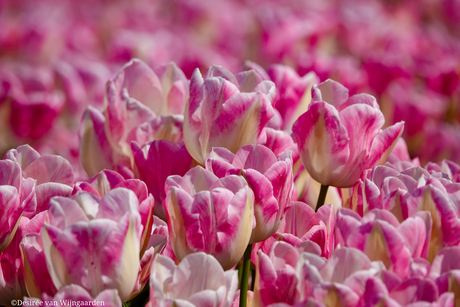 Tulpentijd in de Hoeksche Waard 🌷🌷🌷