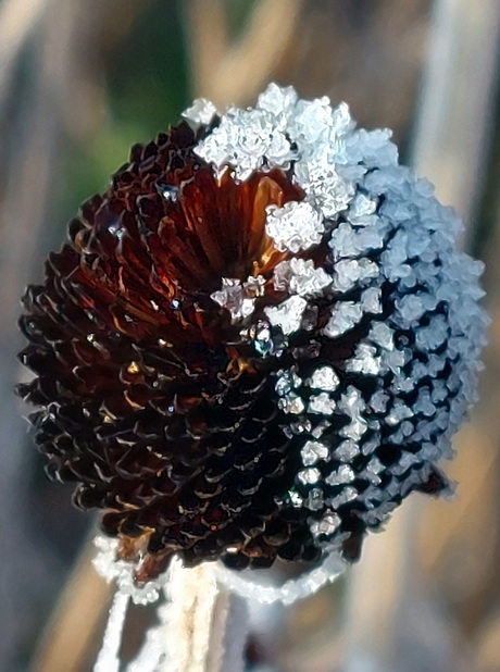 Het kan vriezen het kan dooien