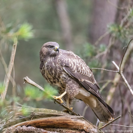 Buizerd