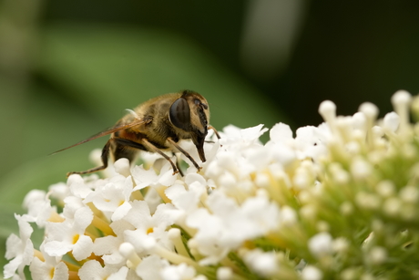 Hommelbijvlieg - Eristalis intricaria