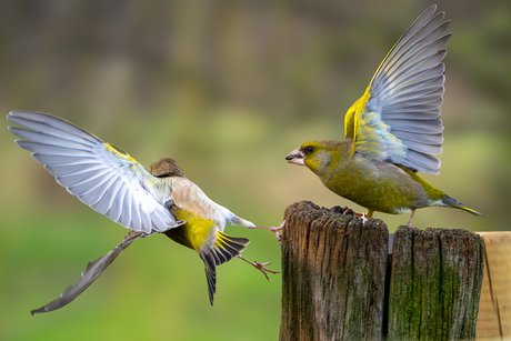 Verboden om op mijn paaltje te komen