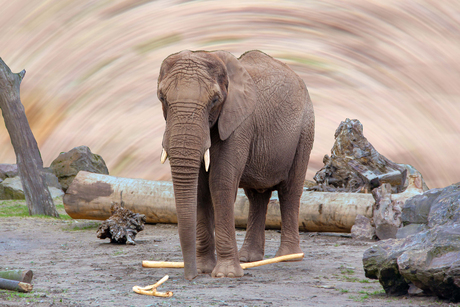 Olifant