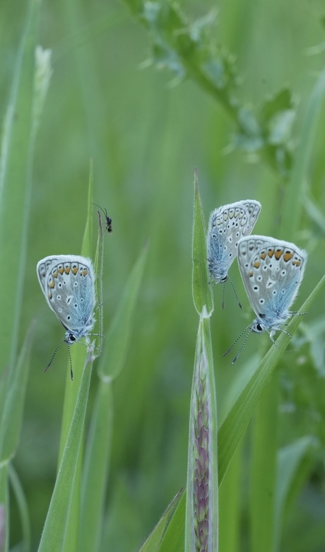3 icarusblauwtjes 