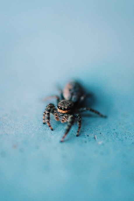 Little spider