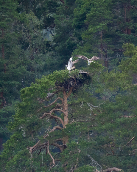 Visarend nest, Glaskogen, Zweden