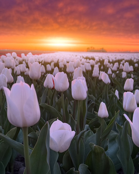 Witte tulpen, lucht vol dromen