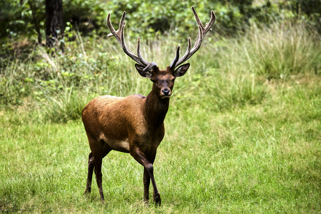 Edelhert