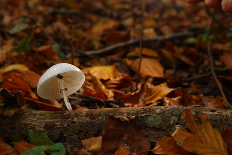 Herfstwandeling