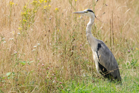 De reiger op wacht. 