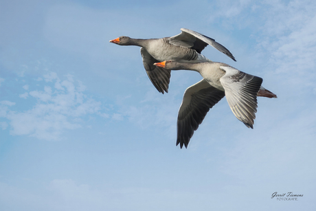 Grauwe ganzen in de vlucht