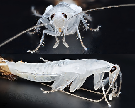 Vervellende kakkerlak 