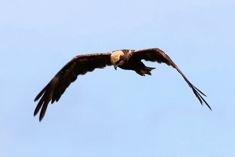 wat een roofvogel zoal doet....