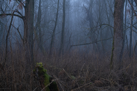 In de Biesbosch