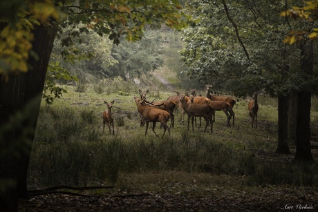 geweidrager met hindes 