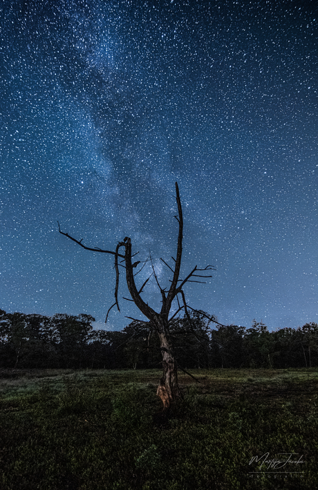 When a tree meets the milkyway