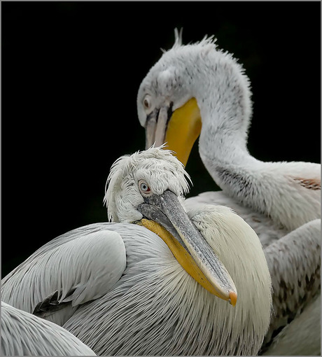 ik vind ze zó mooi.........................