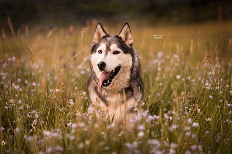 Happy husky