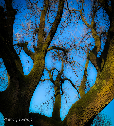 Bomen