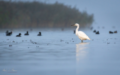 kleine zilverreiger