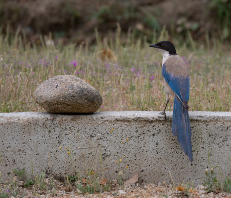 Blauwe ekster