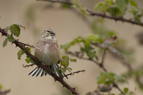 De heer en mevrouw Kneu