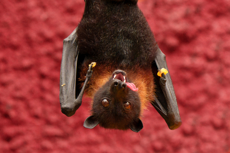 Vliegende vos Close up