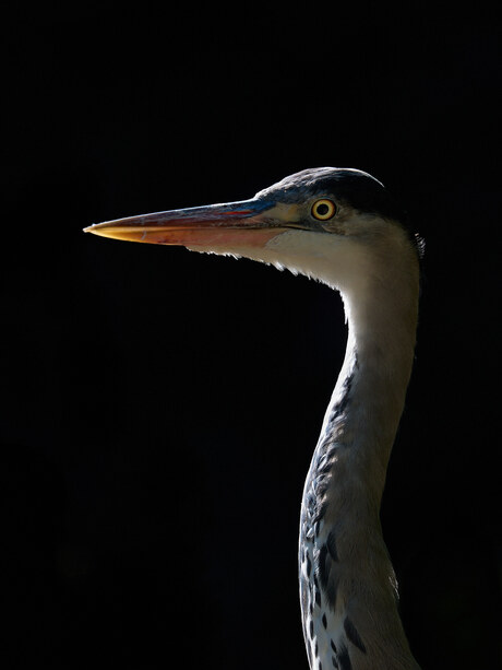 Dieren Portret Artis -3