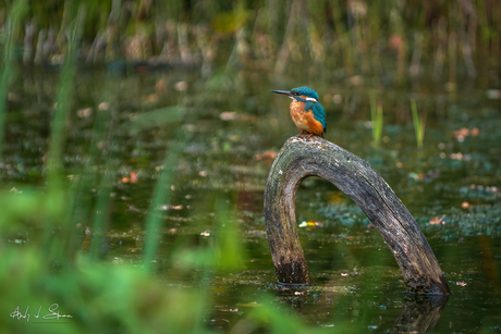 ijsvogel