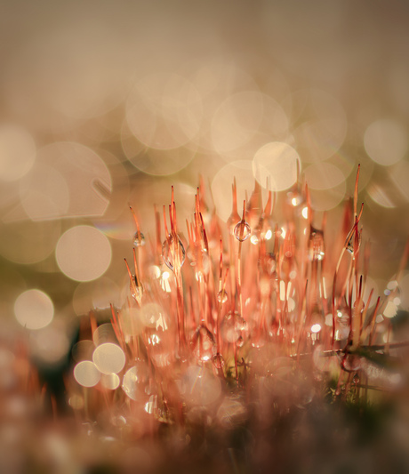 Glitters