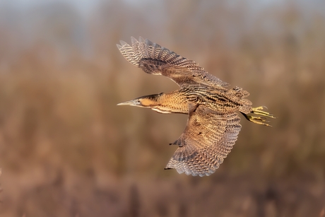 Roerdomp zwevend boven het riet