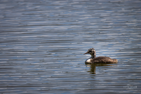 Fuut (Podiceps cristatus)