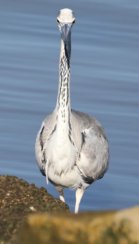 Blauwe reiger