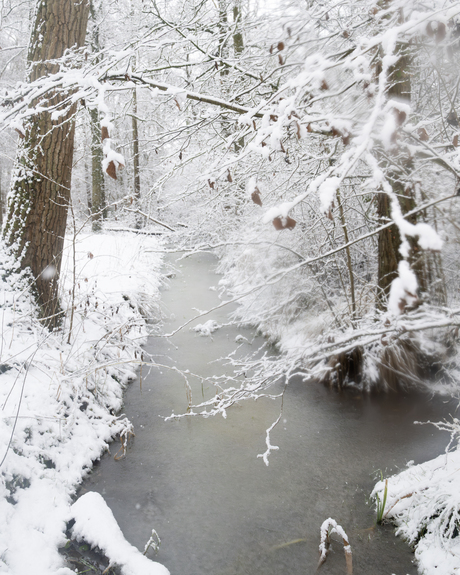 Slootje in natuurgebied de Brand