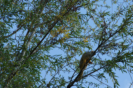 doodskop aapje hoog in de boom