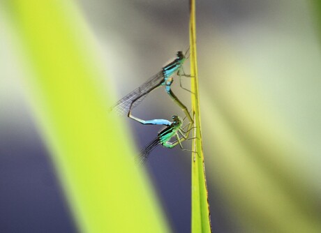 Aan het nageslacht word gewerkt