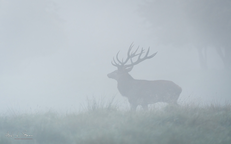 edelhert in de mist