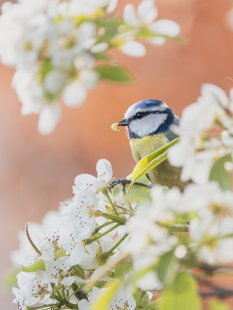 Pimpelmees met rupsje