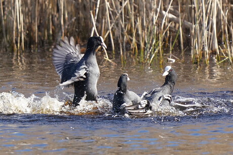 Meerkoeten hebben ruzie