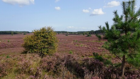 Op de grote stille heide.