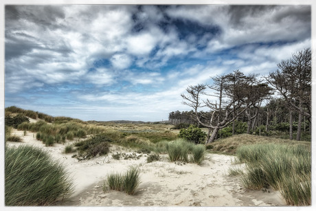 Duinen