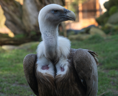 Dagje dierentuin GaiaZoo