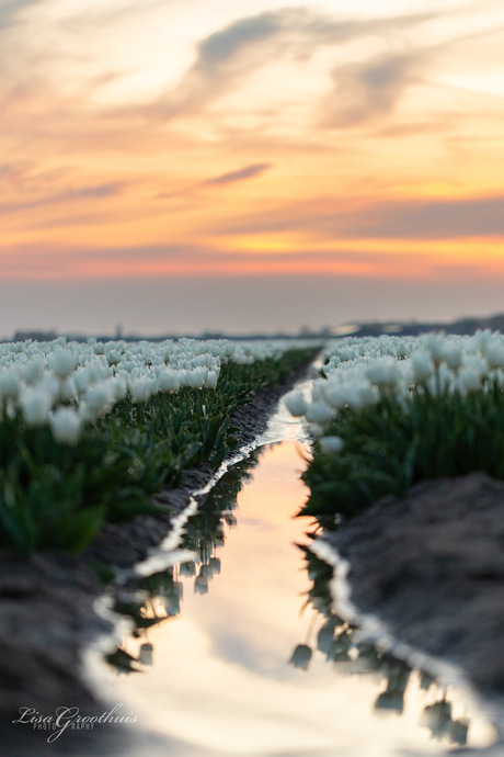 Tulpenveld