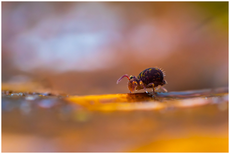 Springstaartje 25.....