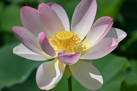 Indische lotus